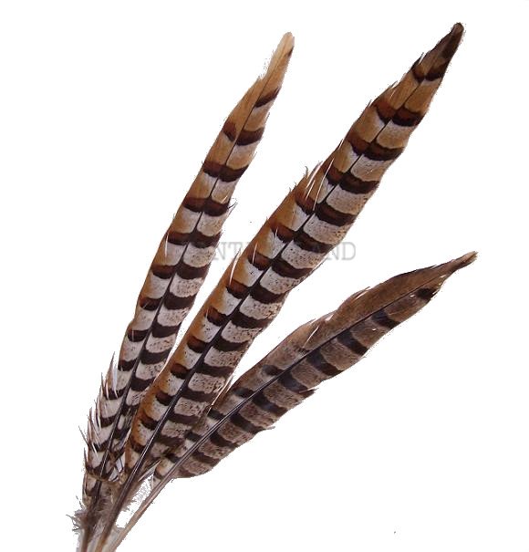 FEATHERS - PHEASANT 12 - 16 "